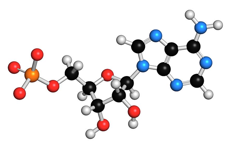 Adenosine Monophosphate Molecule #4 Photograph by Molekuul