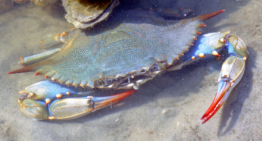 male blue crab
