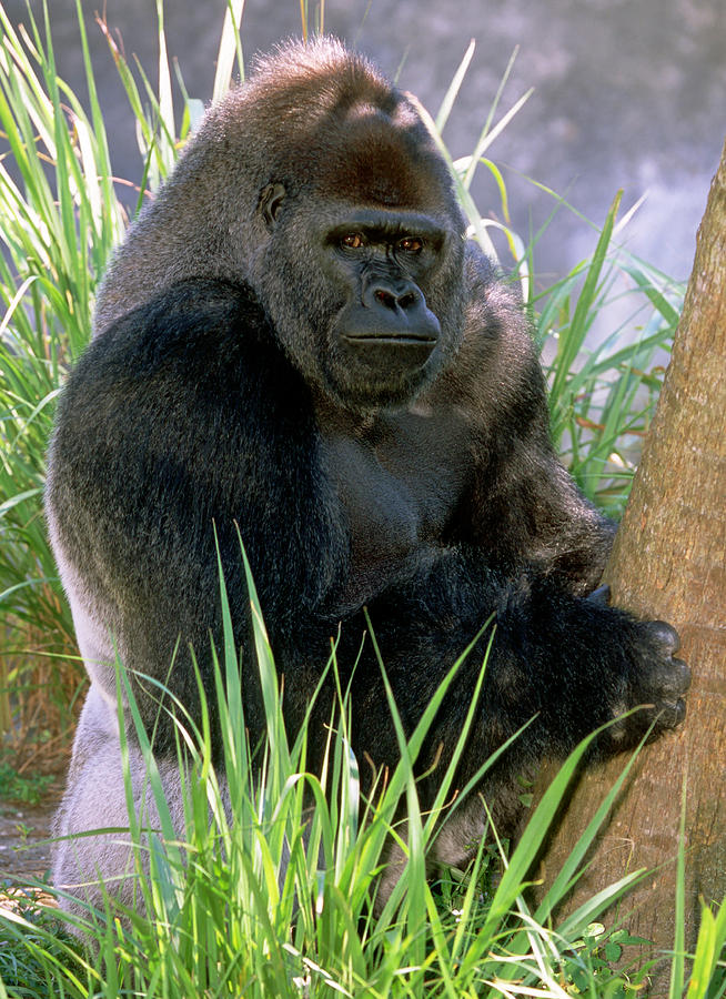 Adult Male Western Lowland Gorilla #4 Photograph by Millard H. Sharp