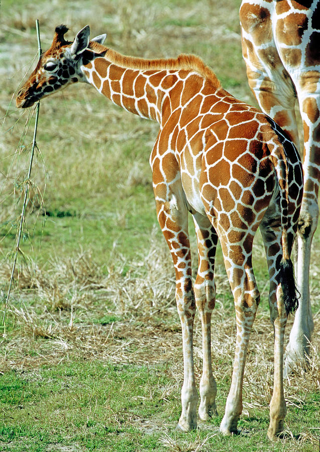 Adult Reticulated Giraffe #4 Photograph by Millard H. Sharp