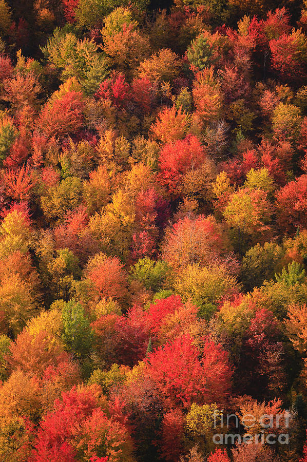Aerial view of fall foliage in Vermont #4 Photograph by Don Landwehrle