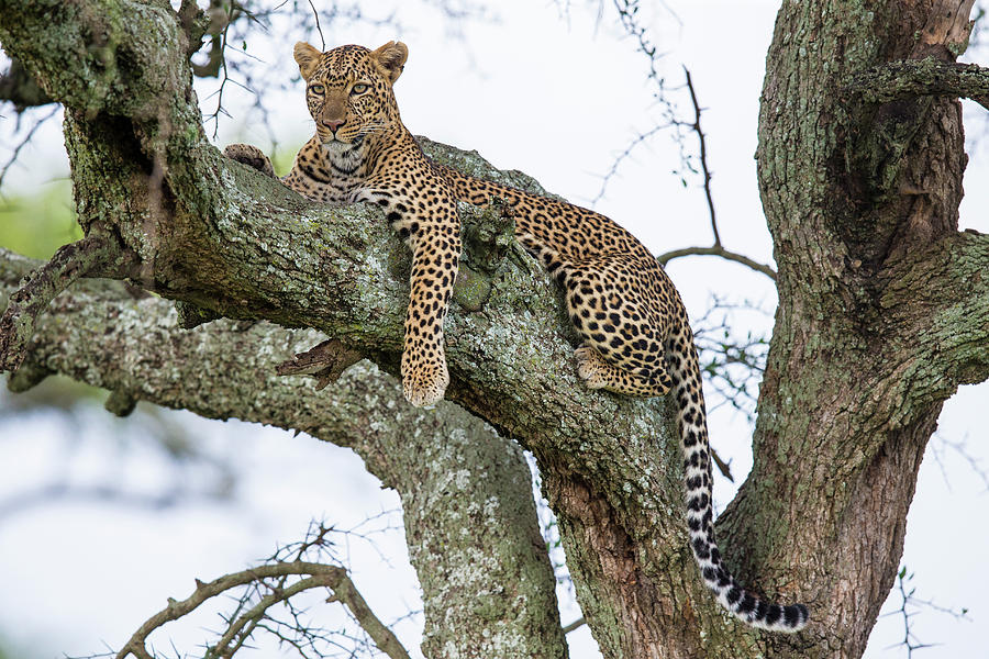 Africa Tanzania African Leopard Photograph by Ralph H. Bendjebar - Fine ...