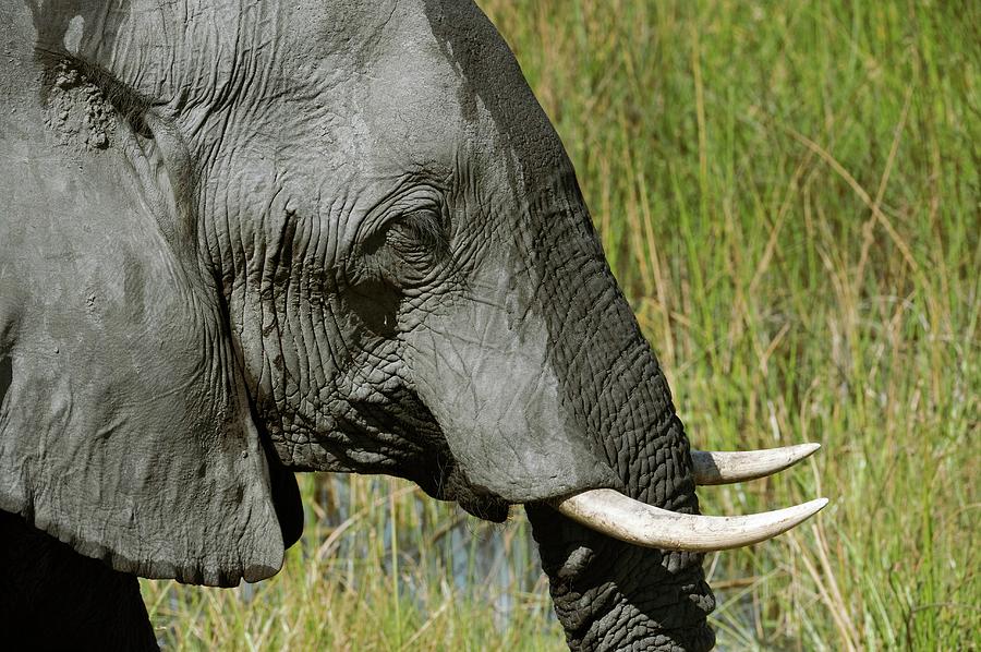 African Elephant #4 Photograph by Dr P. Marazzi/science Photo Library