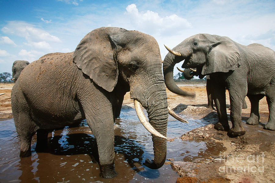 African Elephants #4 Photograph by Art Wolfe