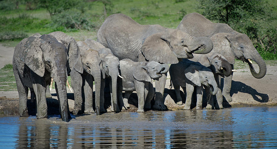 Horizontal Photograph - African Elephants Loxodonta Africana #4 by Animal Images