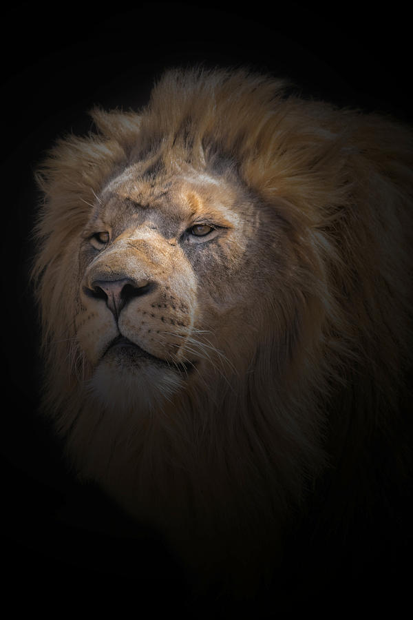 African Lion #4 Photograph by Peter Lakomy