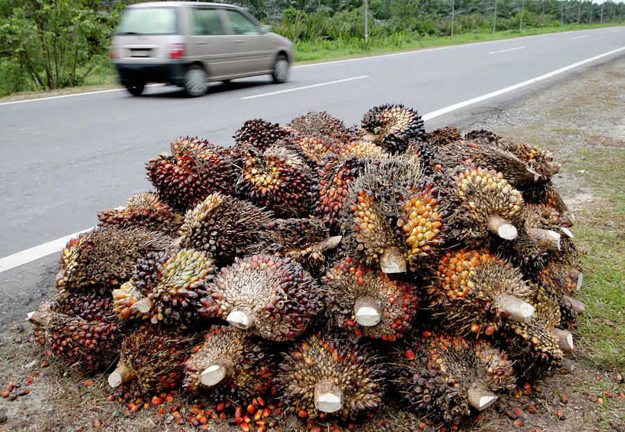 Fruit Photograph - African Oil Palm Fruits #4 by Sinclair Stammers/science Photo Library