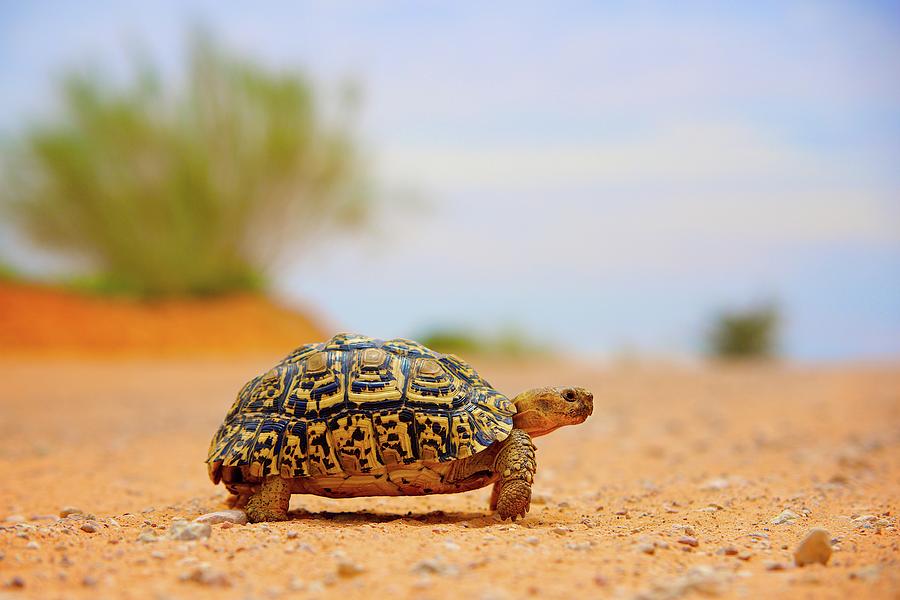 African Reptiles Photograph by Shannon Benson - Fine Art America