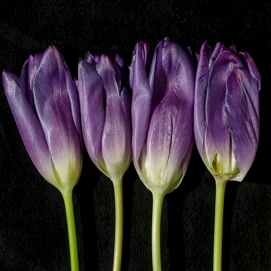 Tulip Photograph - 4 Aging Tulips by Stoney Stone