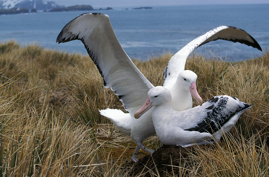 Albatros Royal Diomedea Epomophora Photograph by Gerard Lacz - Fine Art ...