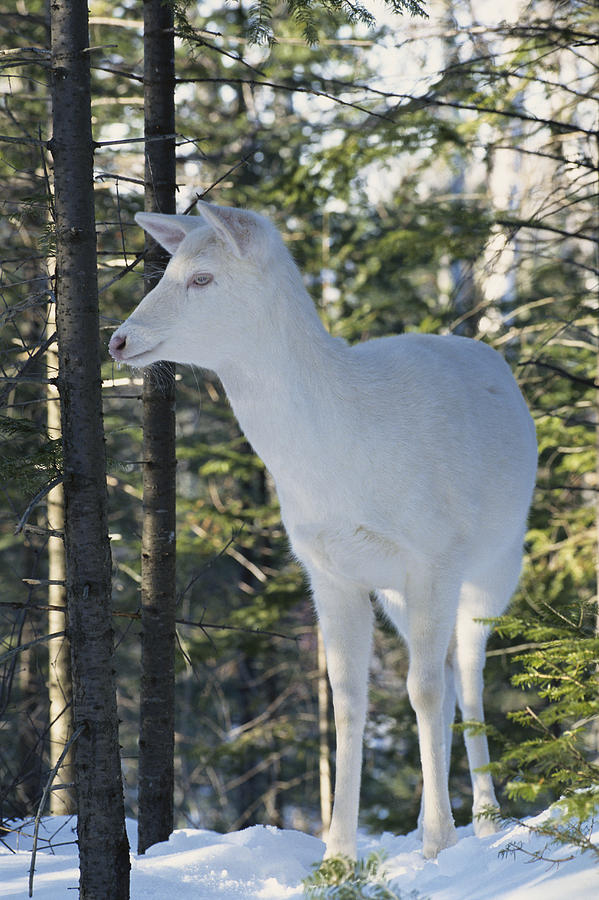 Albino White-tailed Deer #4 Photograph by Thomas And Pat Leeson