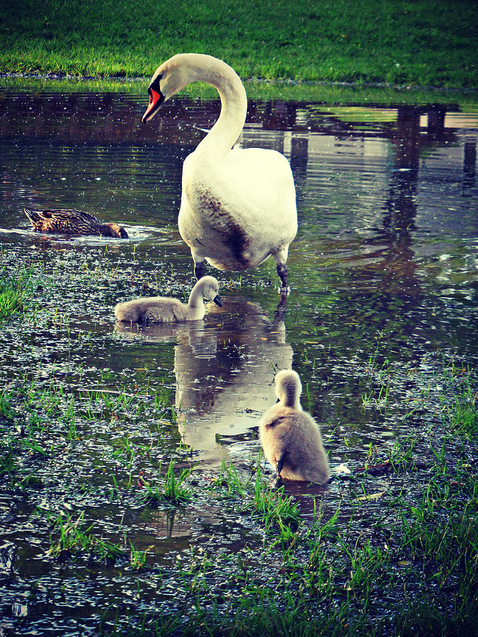 Swan Photograph - All In The Family #5 by Cyryn Fyrcyd