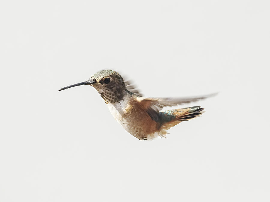 Hummingbird Photograph - Allens Hummingbird #4 by Mike Herdering