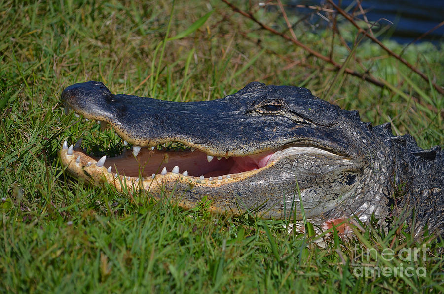 4- Alligator Photograph by Joseph Keane