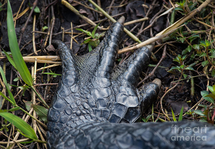 Alligators In The Everglades Digital Art