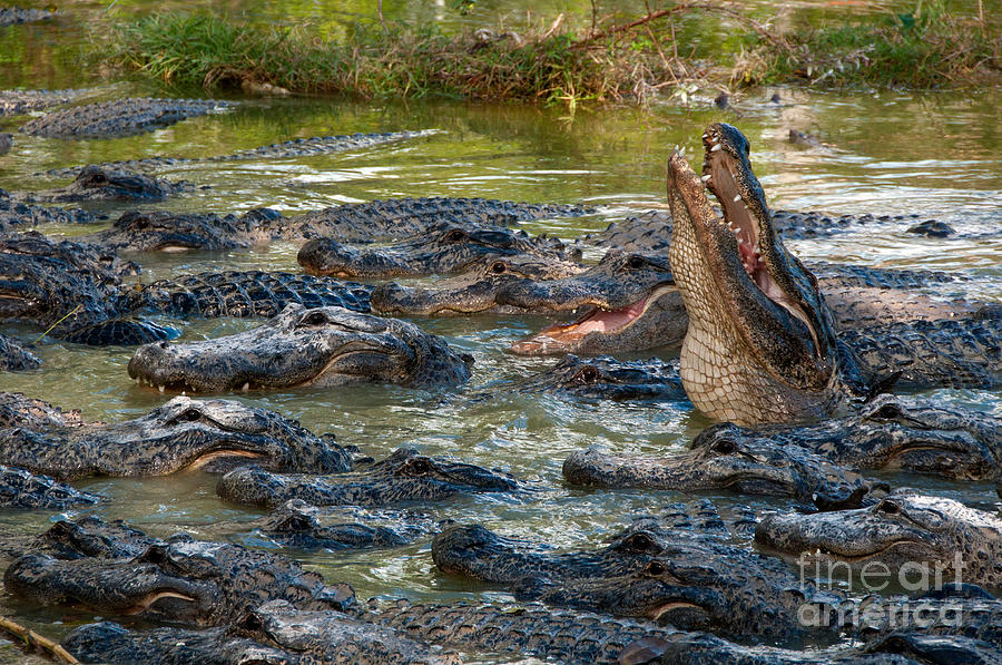 Alligators #4 Photograph by Mark Newman
