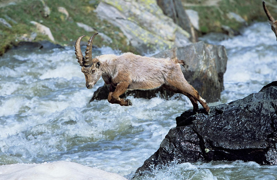 Gran Paradiso National Park Photograph - Alpine Ibex (capra Ibex #4 by Martin Zwick