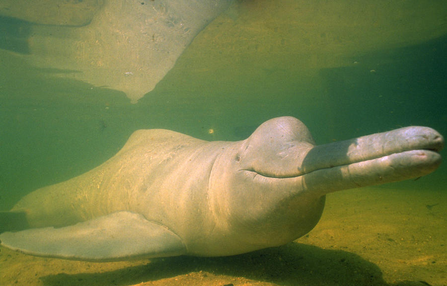 Amazon River Dolphin #4 Photograph by Greg Ochocki