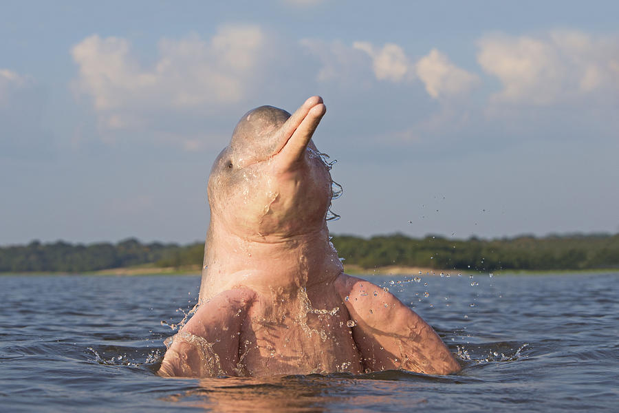Amazon River Dolphin #4 Photograph by M. Watson