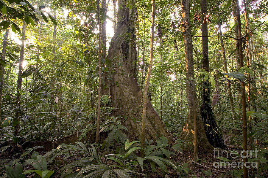 Amazon Tropical Rain Forest #4 Photograph by Gregory G. Dimijian, M.D.
