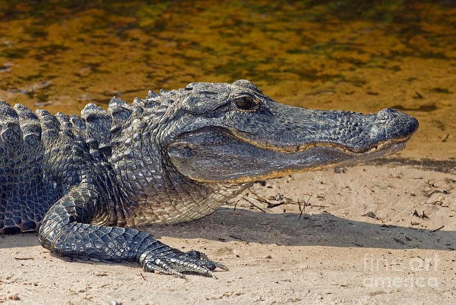 American Alligator #4 Photograph by Millard H. Sharp - Pixels