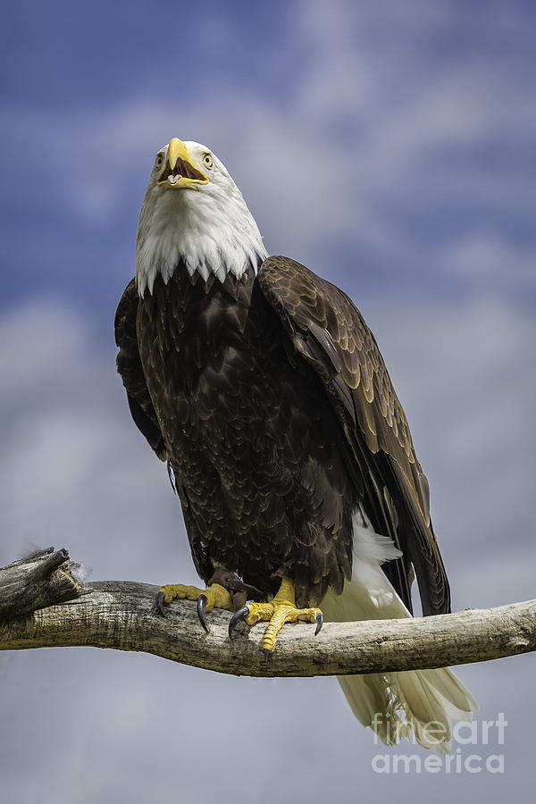 Eagle Photograph - American Bald Eagle #4 by Michael Goodell