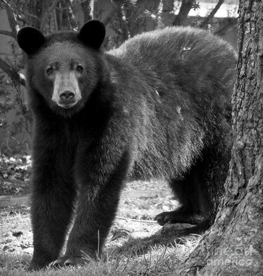 American Black Bear in North Carolina #4 Photograph by David Oppenheimer