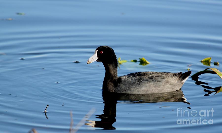 American Coot #4 Photograph by Jack R Brock