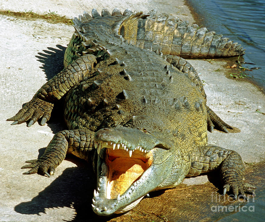 American Crocodile #4 Photograph by Millard H. Sharp