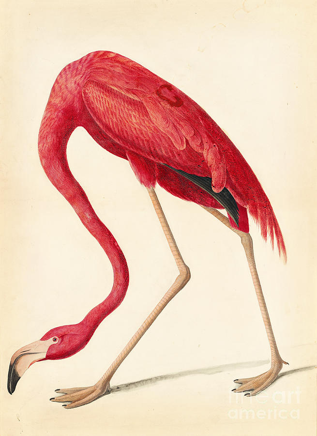 John James Audubon Drawing - American Flamingo #4 by Celestial Images