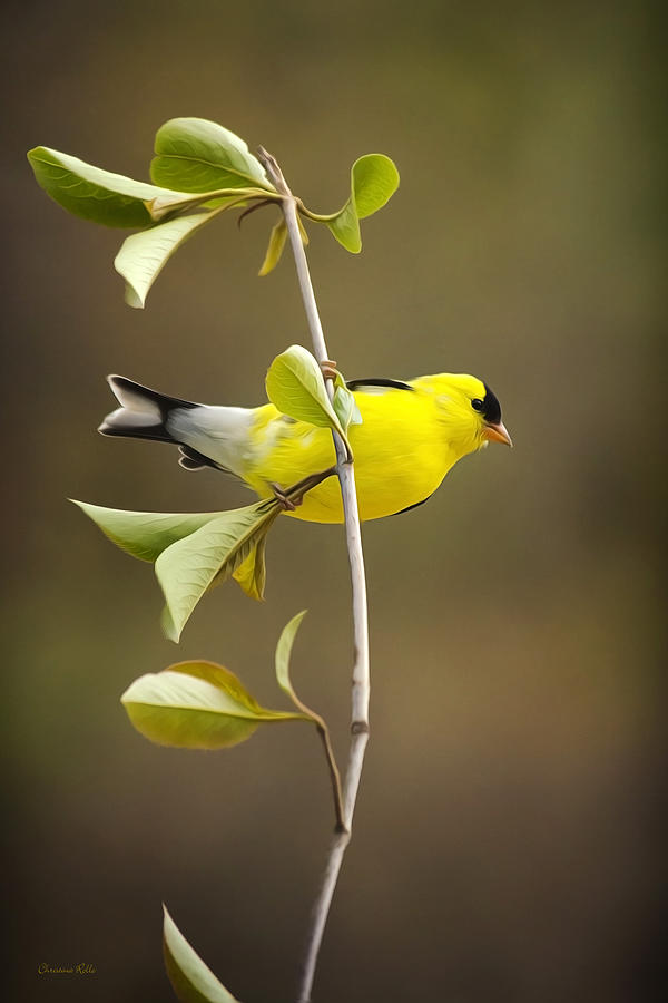 American Goldfinch Painting by Christina Rollo