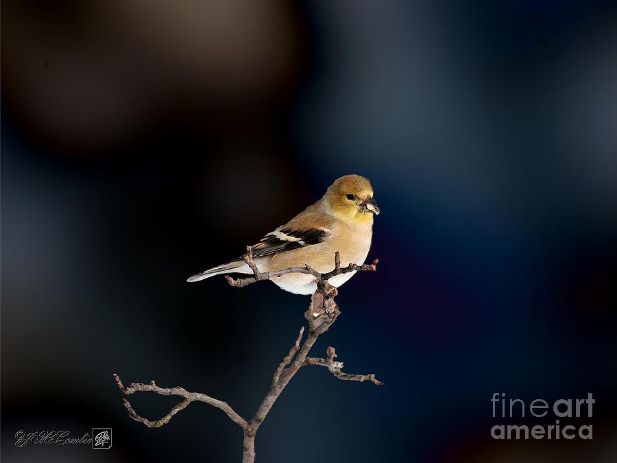 American Goldfinch in Winter #4 Painting by J McCombie