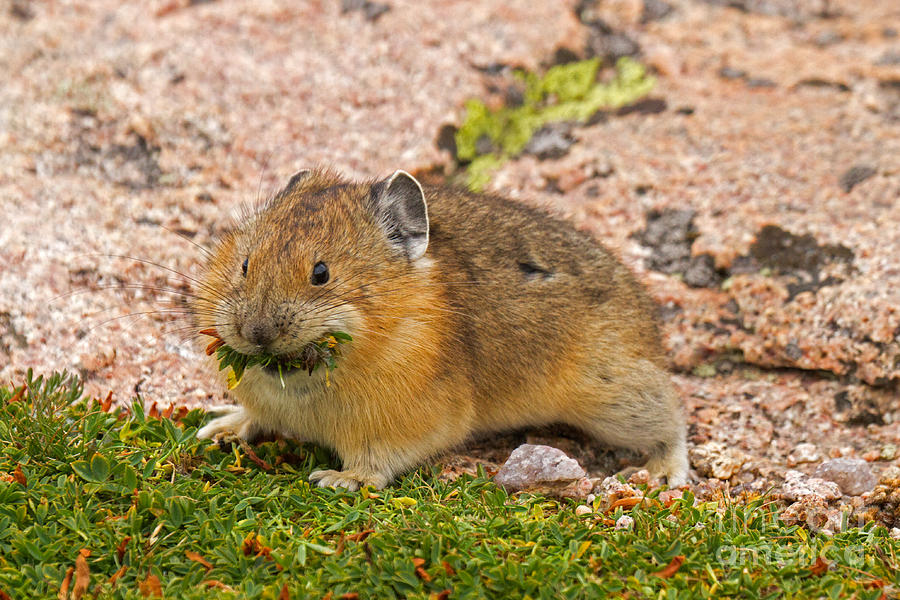 American Pika #4 Photograph by Fred Stearns