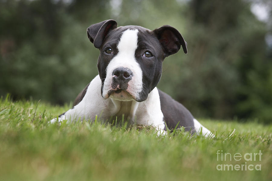 American Staffordshire Terrier Puppy 4 Photograph by Johan