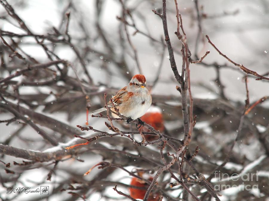 American Tree Sparrow #2 Photograph by J McCombie