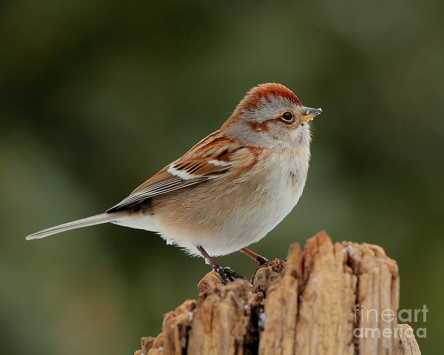 American Tree Sparrow #4 Photograph by Jack R Brock