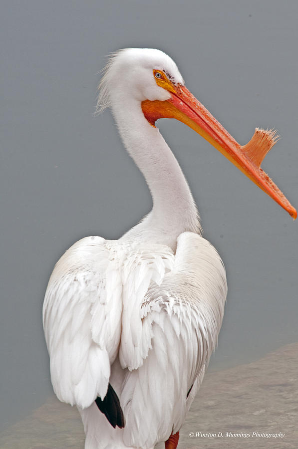 American White Pelican #4 Photograph by Winston D Munnings
