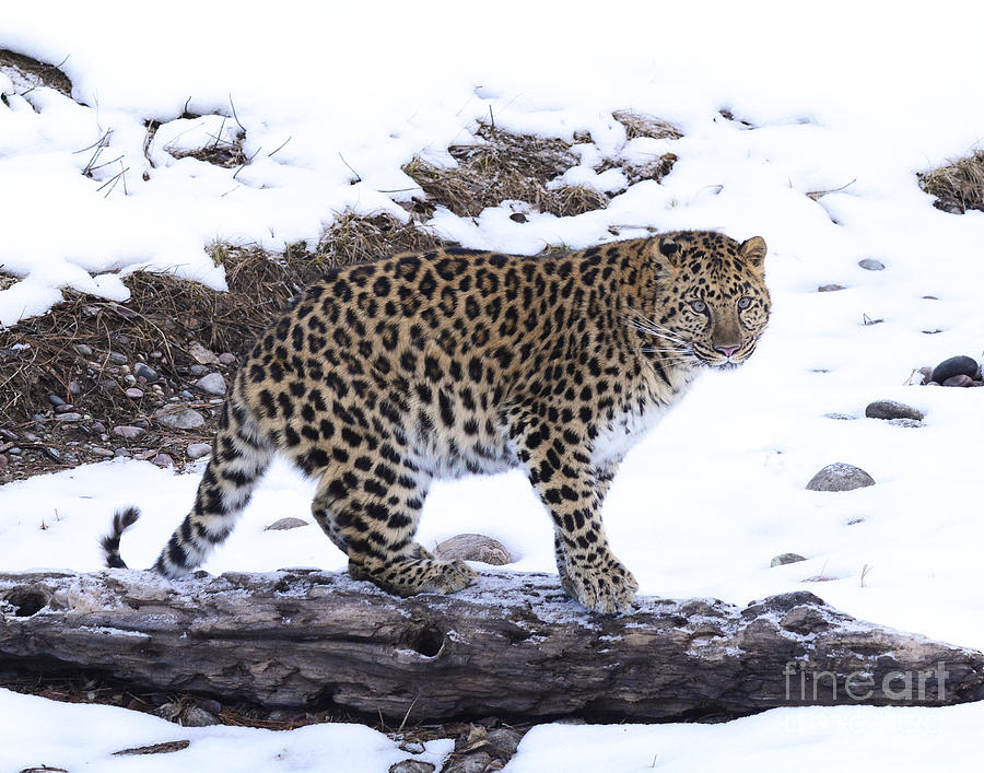 Winter Photograph - Amur Leopard  #4 by Dennis Hammer
