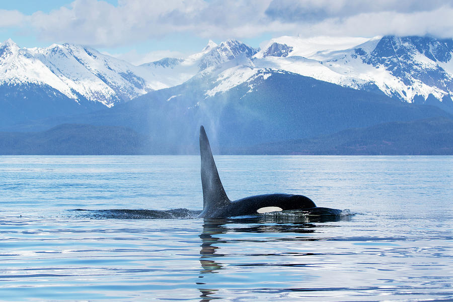 An Orca Whale  Killer Whale   Orcinus #4 Photograph by John Hyde