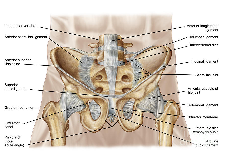 Human Anatomy Digital Art - Anatomy Of Human Pelvic Bone #4 by Stocktrek Images