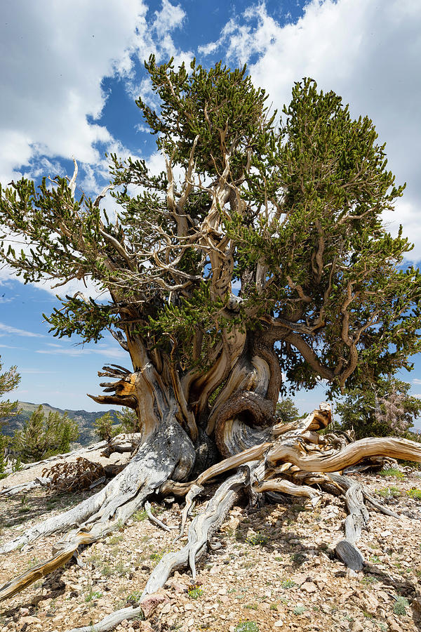 Nature Photograph - Ancient Bristlecone Pine Forest #4 by Panoramic Images
