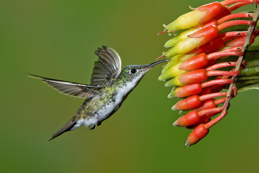 Andean Emerald Hummingbird #4 Photograph by Anthony Mercieca - Fine Art ...