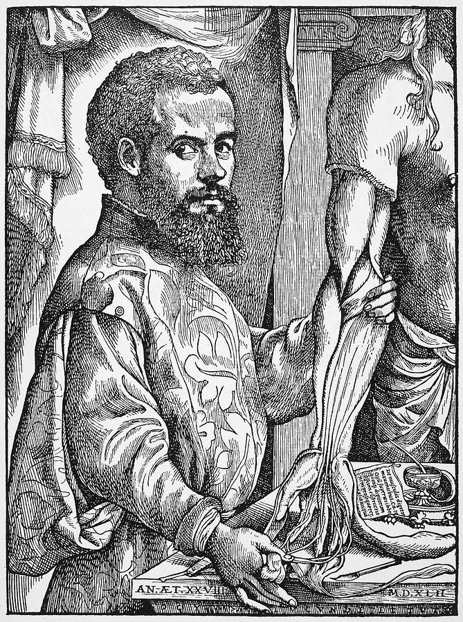 Portrait Drawing - Andreas Vesalius (1514-1564) #4 by Granger