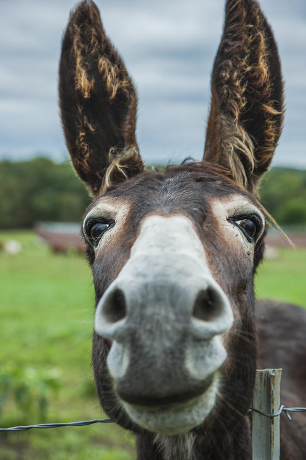 Animal Personalities Friendly Quirky Donkey Face Close Up #1 Photograph by Jani Bryson