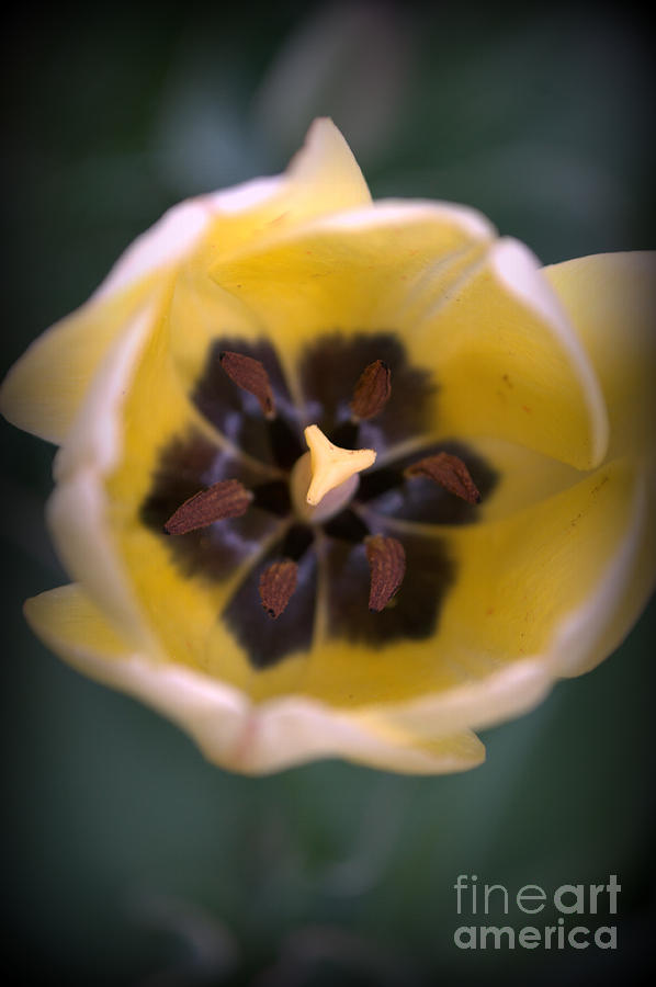 Tulip Photograph - Soft Bloom by Anjanette Douglas