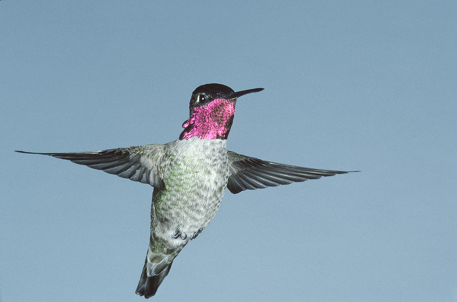 Annas Hummingbird #4 Photograph by Gerald C. Kelley