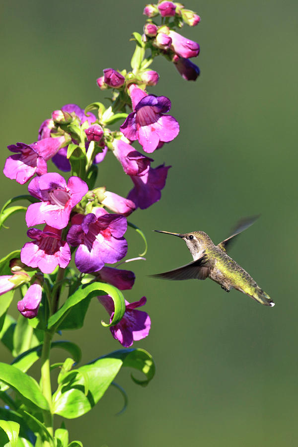 Hummingbird Photograph - Annas Hummingbird #4 by Tom Norring