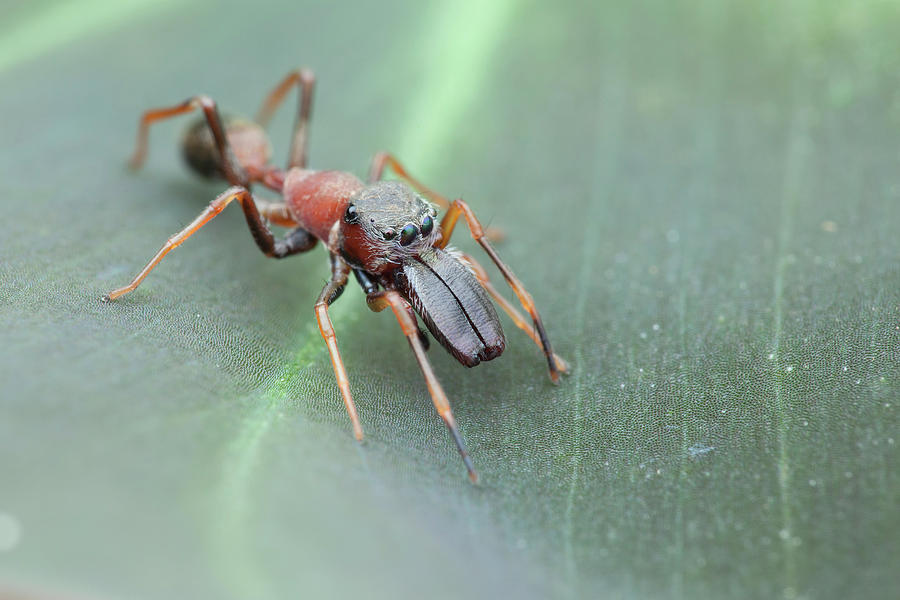 Ant-mimic Jumping Spider Photograph by Melvyn Yeo | Pixels