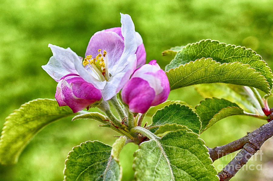Spring Photograph - Apple Tree Blossom #4 by Thomas R Fletcher