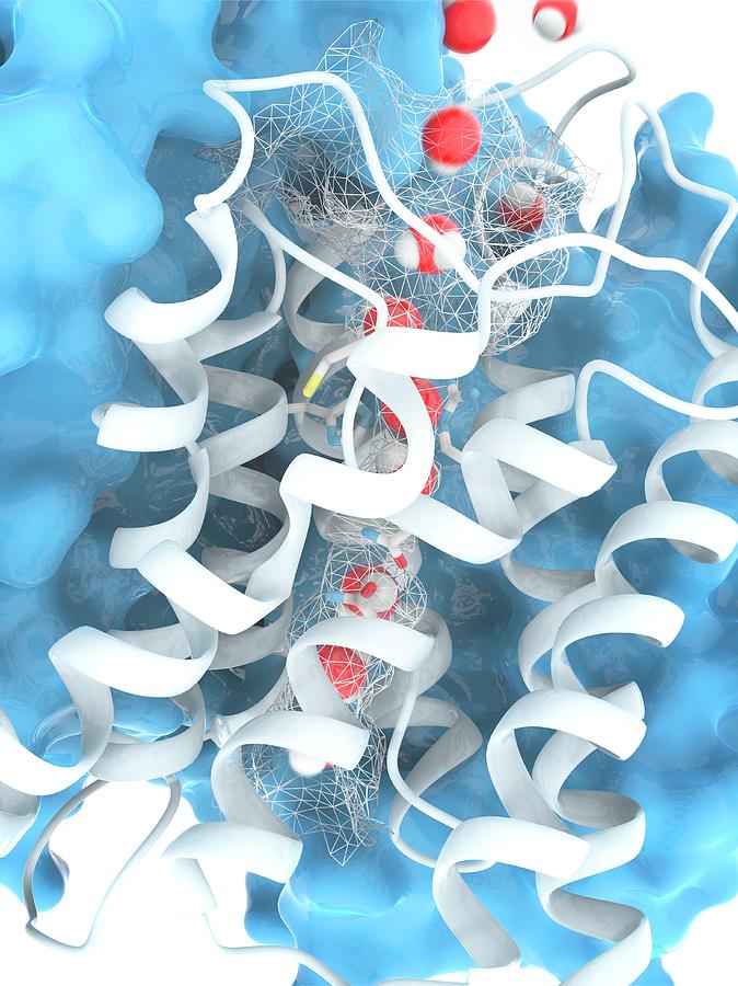 Aquaporin Membrane Protein Photograph by Ramon Andrade 3dciencia ...